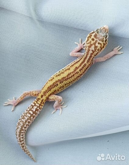 Геккон эублефар