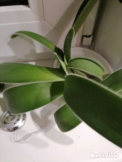 Цвяток Гемантус