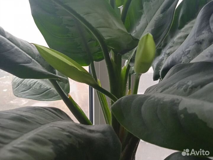 Аглаонема паттайя бьюти, цветет