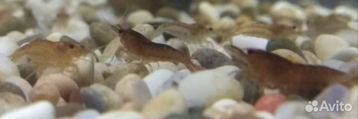 Аквариумные креветки, улитка мелания