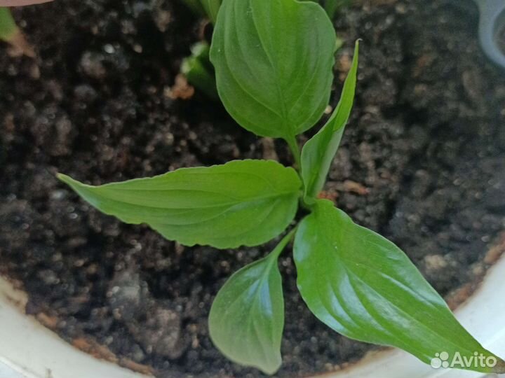 Спатифиллум