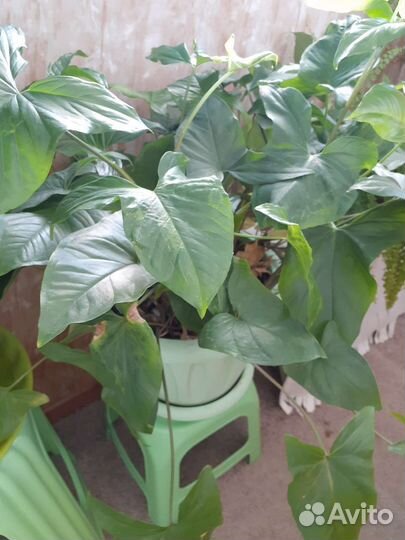 Цветы домашние в горшках