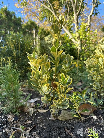 Уличные растения