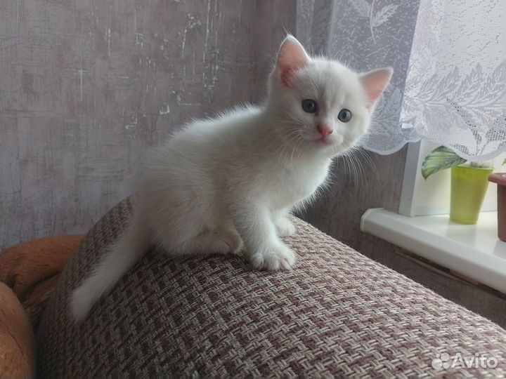 Белый котенок
