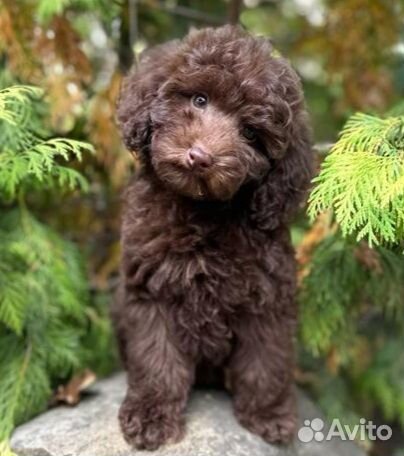 Мини мальтипу