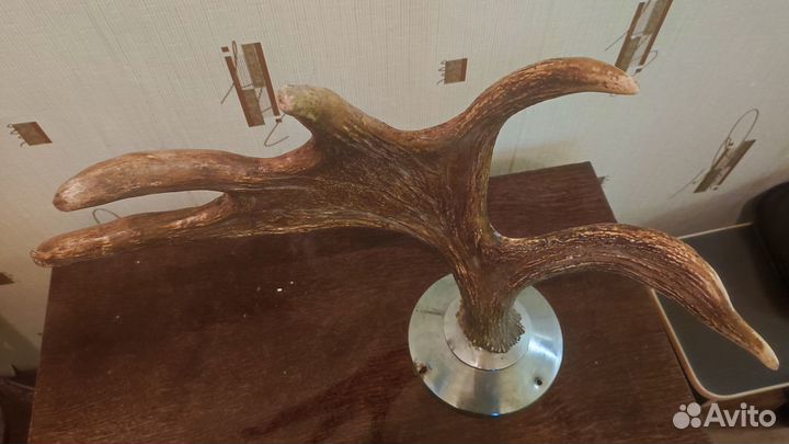 Продаю рога лося