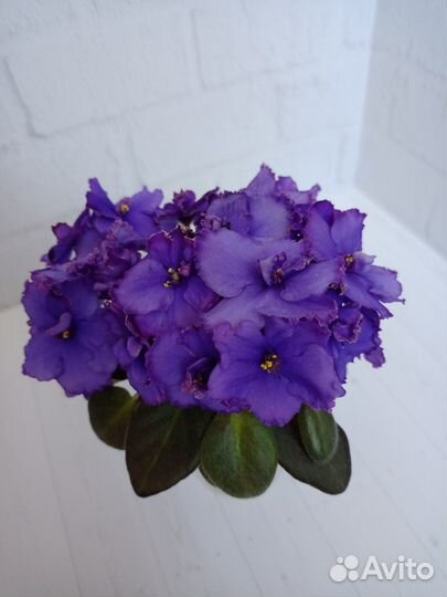 Фиалка Rob's Hopscotch спорт