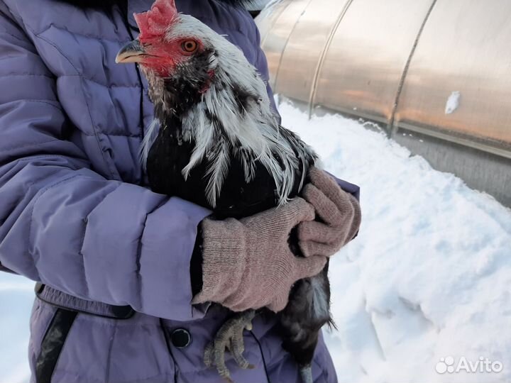 Петух порода Араукан