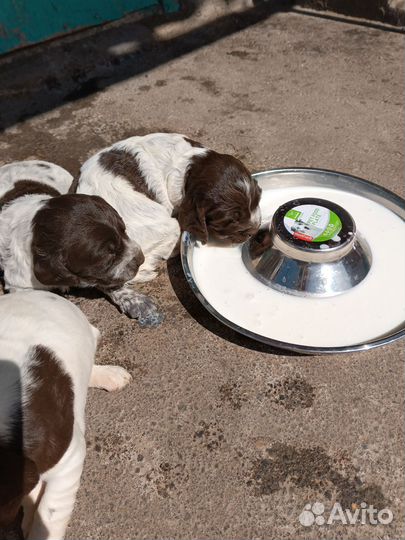 Собака русский спаниель