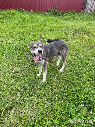 Айза ищет дом