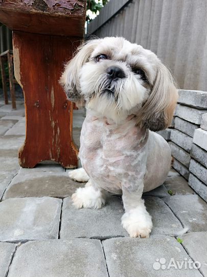 Вязка собак ши-тцу