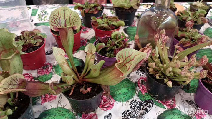 Хищные растения, венерина мухоловка