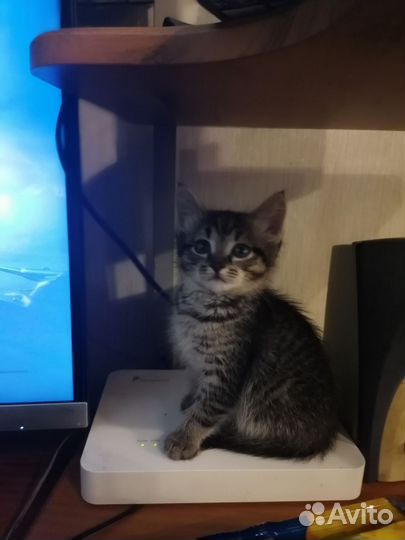 Котенок Цой
