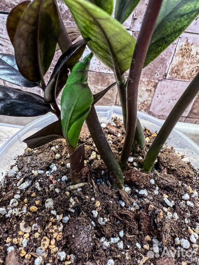 Замиокулькас эмеральд