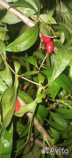 Годжи саженцы