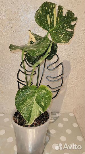 Монстера тайское созвездие