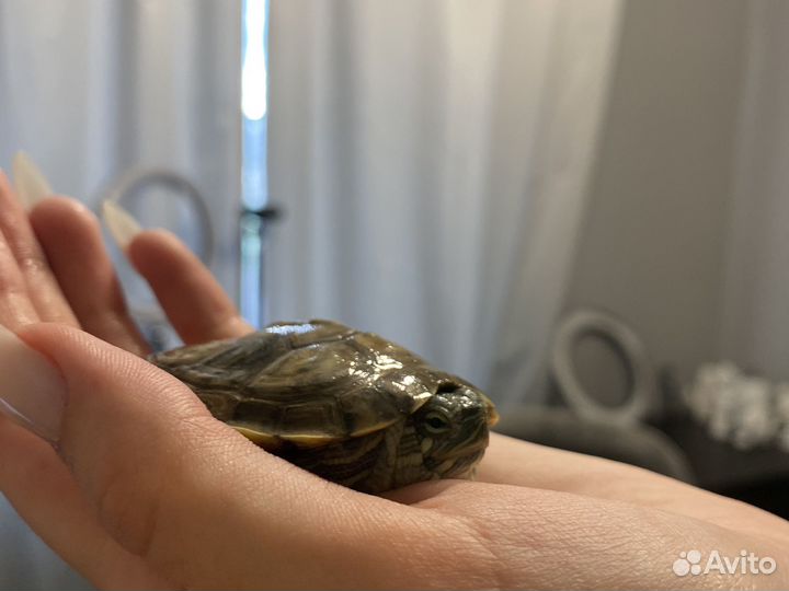 В добрые руки