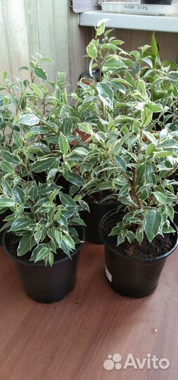 Золотой ус/лечебный