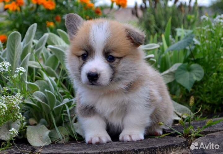 Вельш-корги пемброк щенки