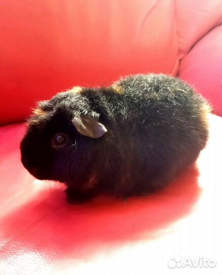 Морская свинка американский тедди