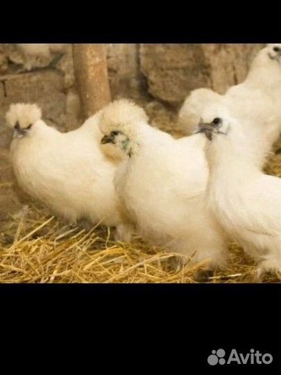 Китайская хохлатая пуховая