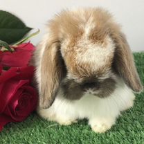 Крольчата породы Miniature Lop