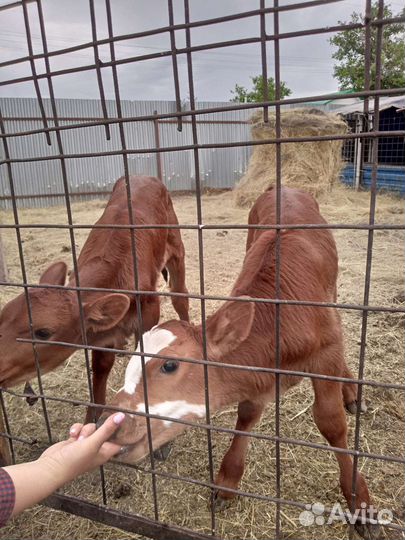 Продам телок 2 недели