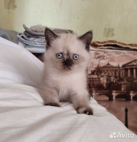 Шотландские котята