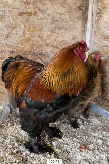 Инкубационное яйцо породистых кур и уток