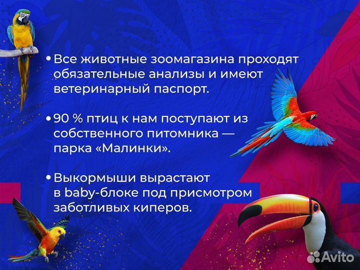 Азиатская куропатка Кеклик