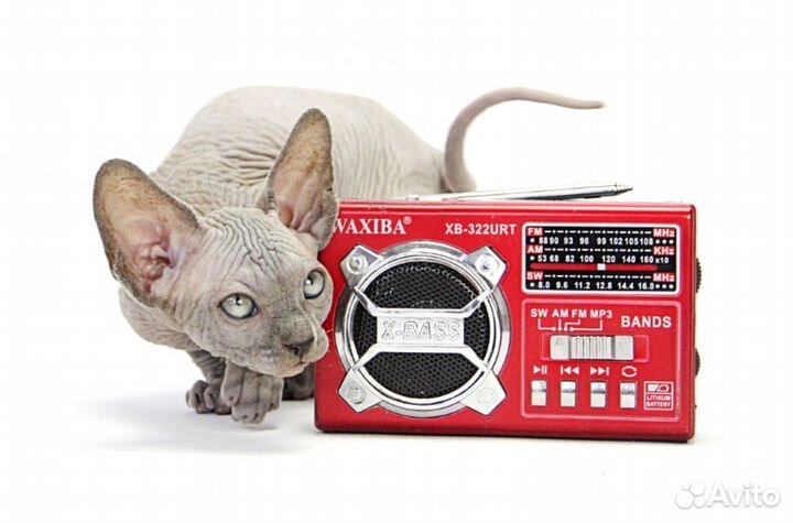 Чудесный расчудесный малыш Гари канадский сфинкс