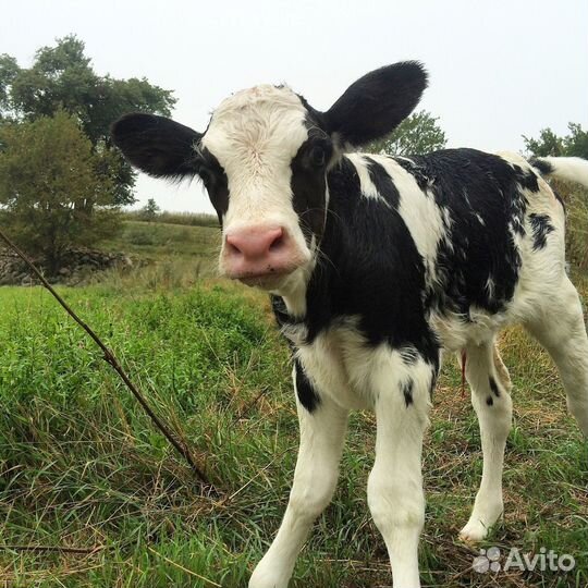 Телята домашние