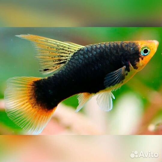 Продам рыбок