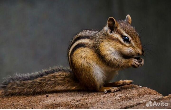 Милые бурундучки