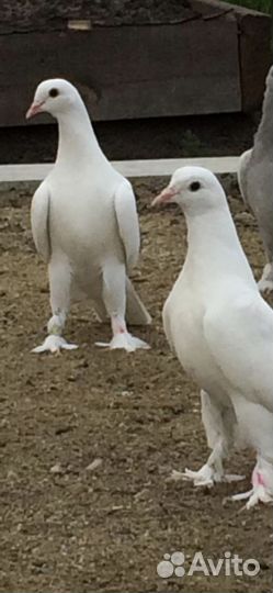 Голуби турецкие такла