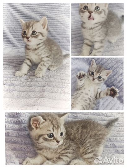Шотландские котята
