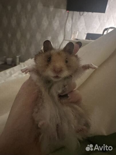 Сирийский хомяк бесплатно