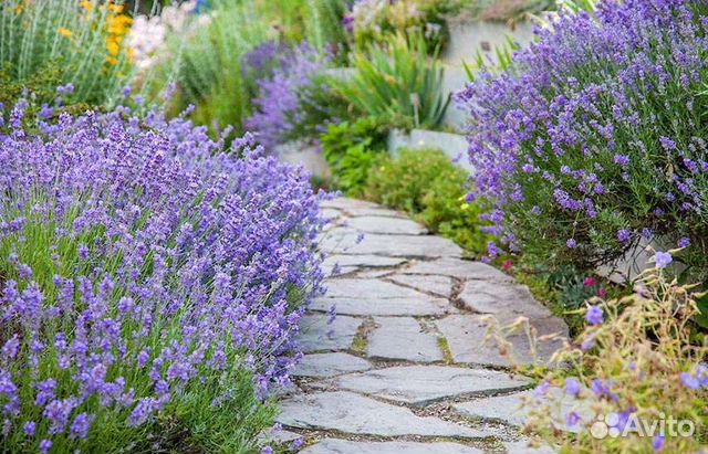 Лаванда саженцы