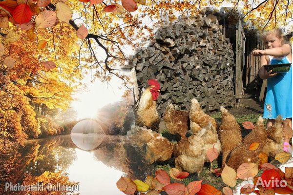 Курочки braun