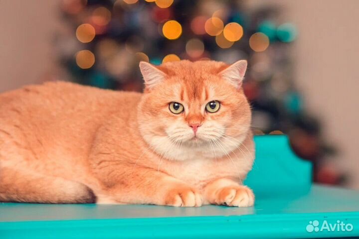 Золотая шиншилла ny12 Вязка