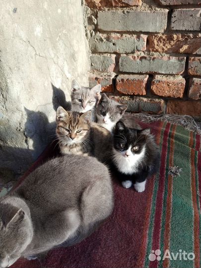 Шотландская