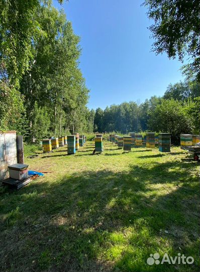 Мед оптом с Алтая / Экспорт в Китай и снг