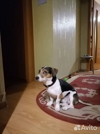Случка собак джек рассел