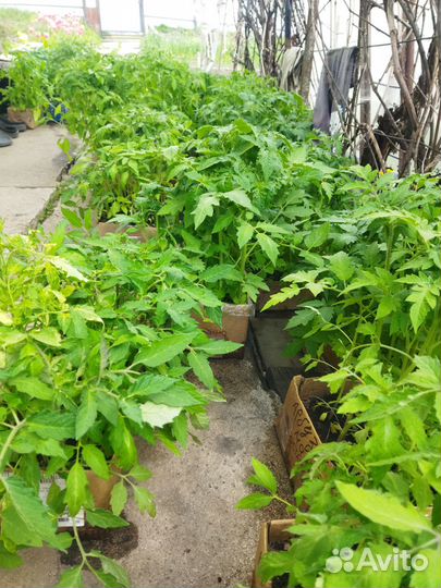 Продаётся рассада