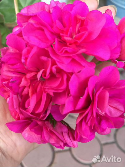 Герань пеларгония желтая и др