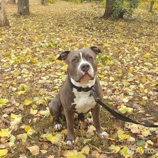 Стаффордширский терьер