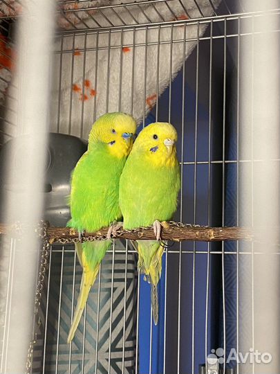 Два ручных волнистых попугая с клеткой
