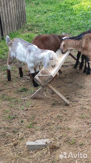 Нубийские козлята