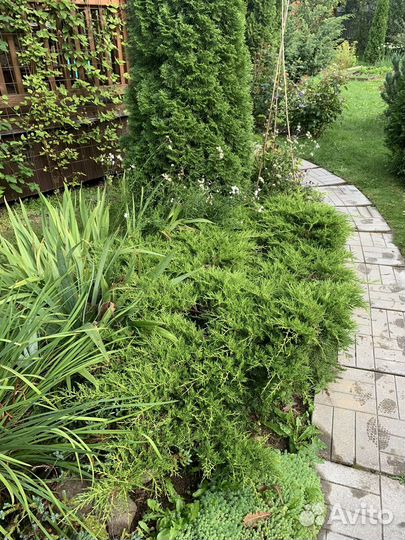 Можжевельник, барбарисы, гортензия