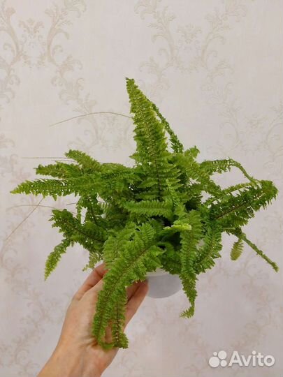 Папоротник нефролепис